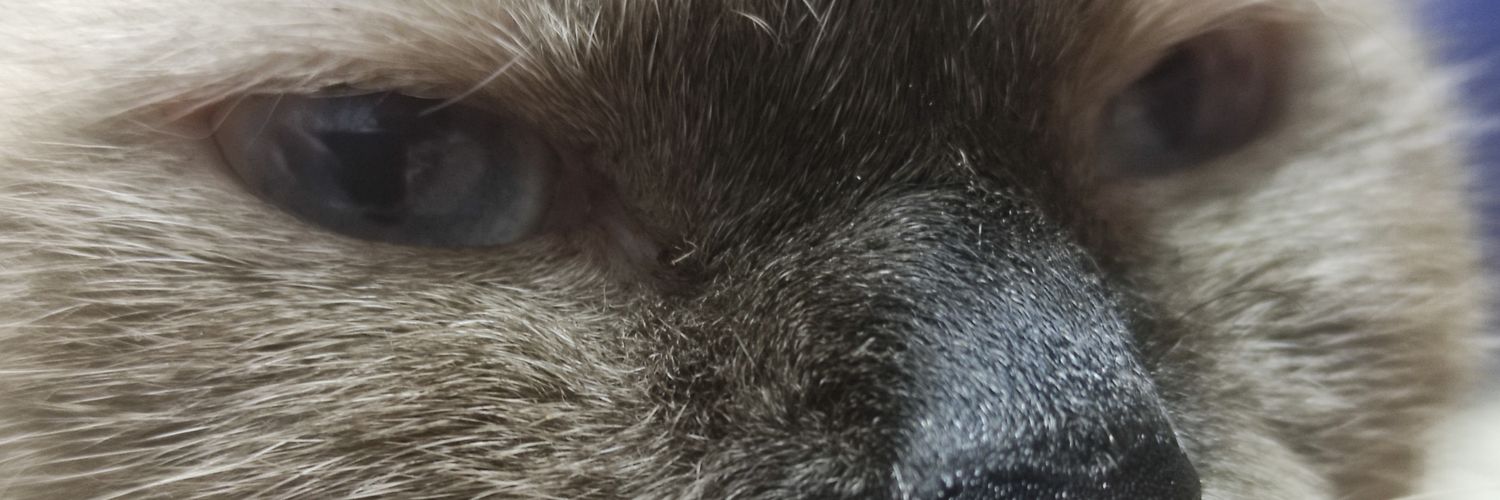 jarlocake's profile banner image