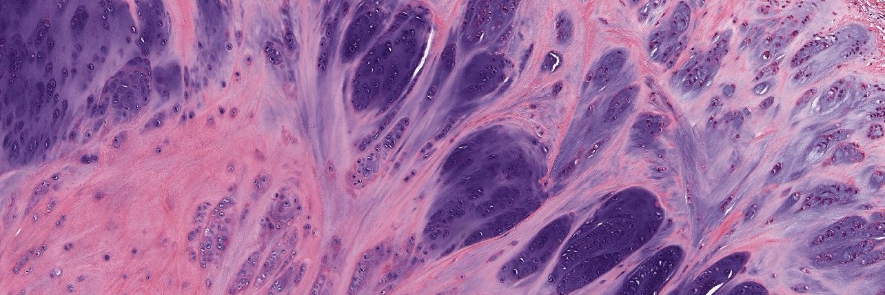 GI/Liver Path banner