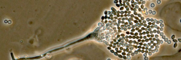 MicrobeHistory Profile Banner