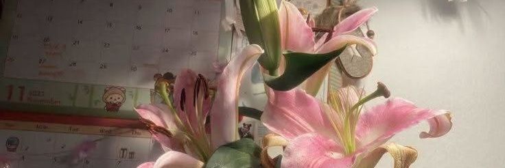 𝑴aci. banner