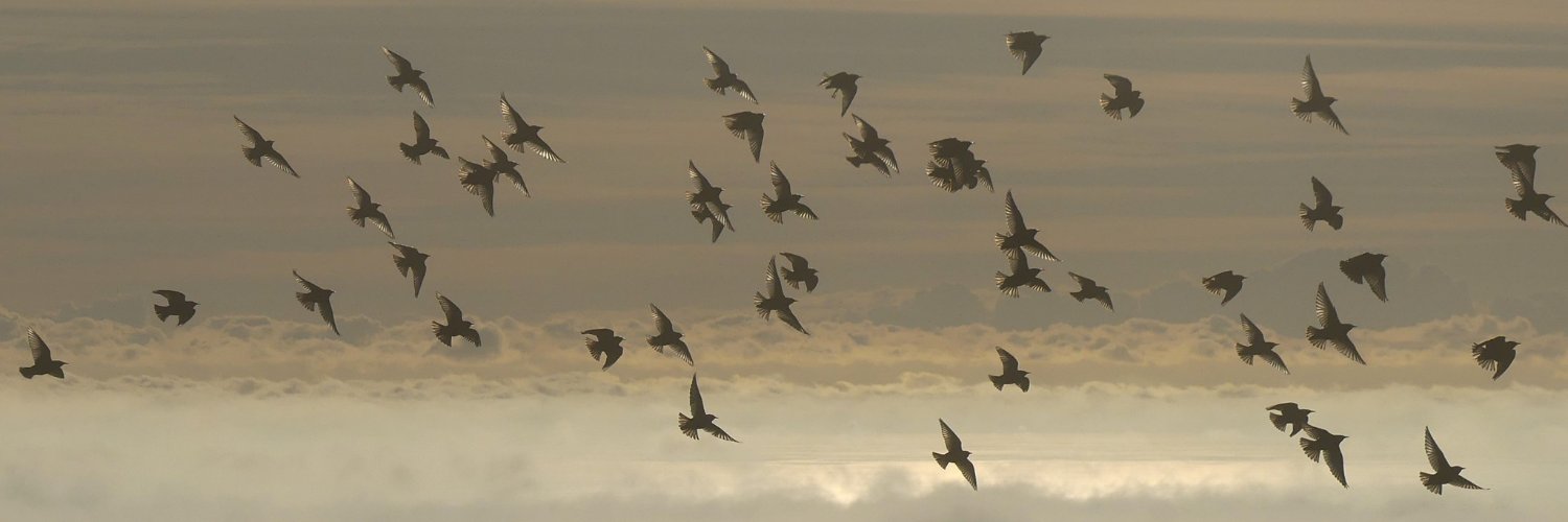 Claire Laila Dines banner