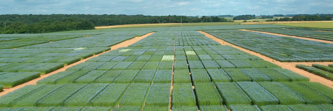 Sélectionneur lin banner