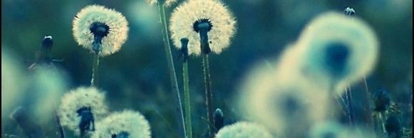 patty_doldan's profile banner image