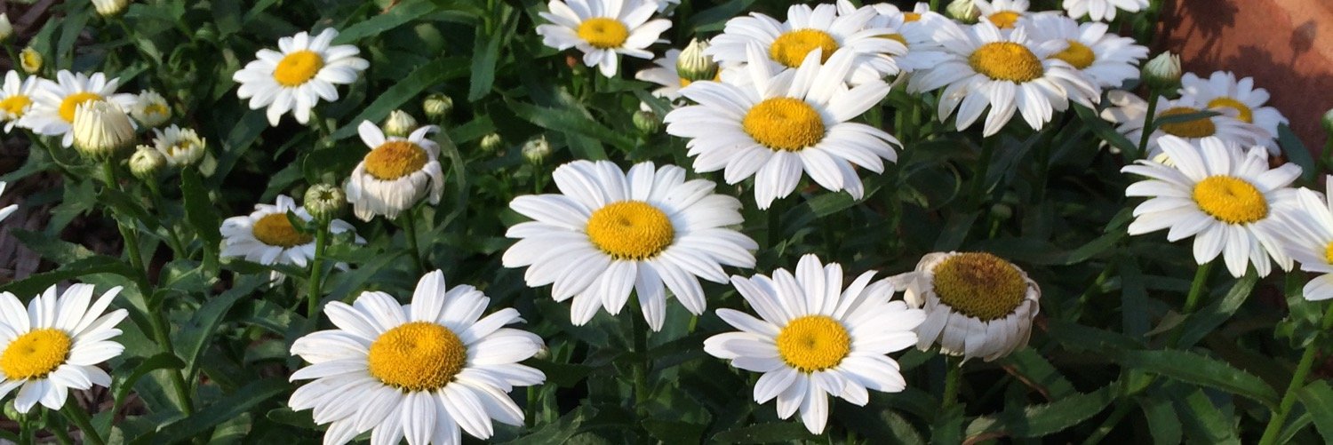 JanaKPhillips's profile banner image
