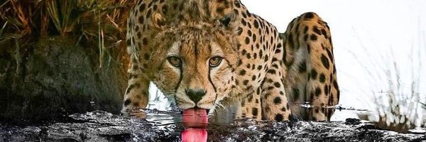 MatlipaGP Profile Banner