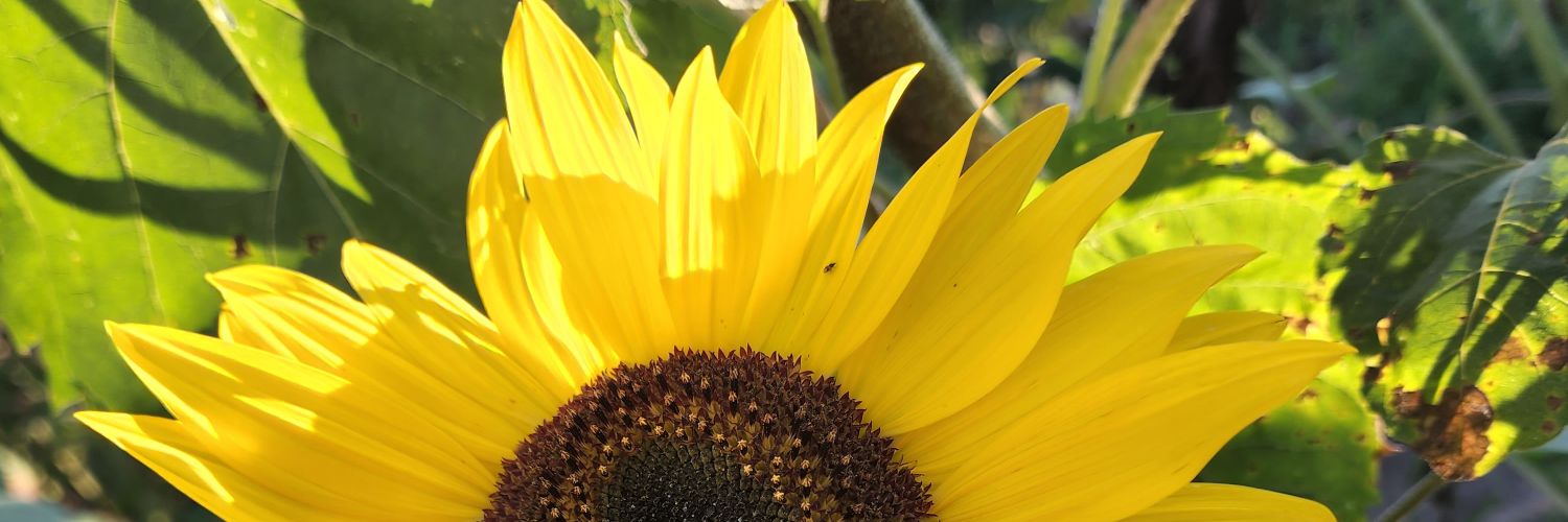 DillNikki's profile banner image