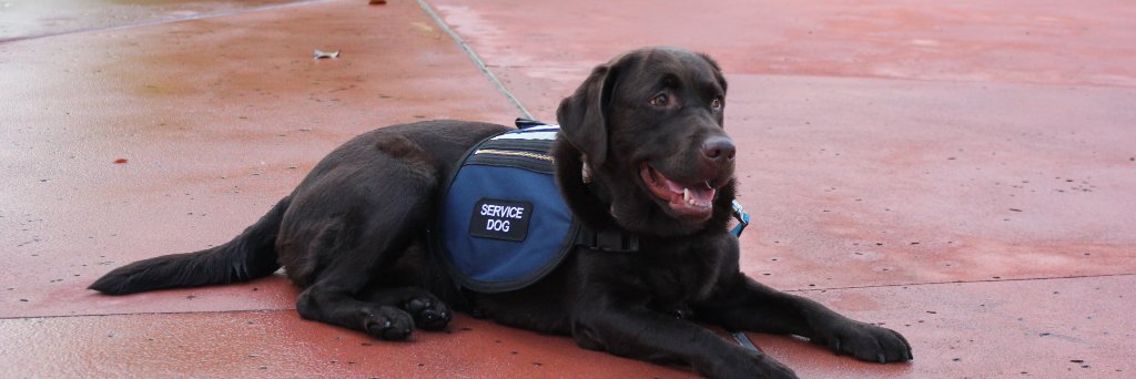 ServiceDogTner's profile banner image