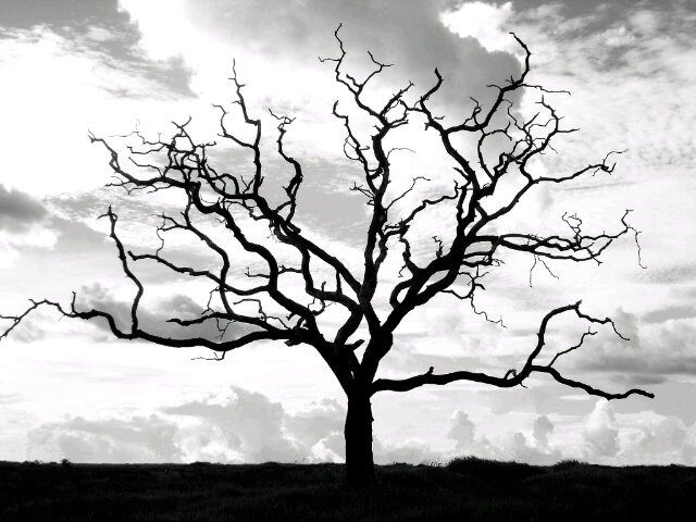 rifda79's profile banner image
