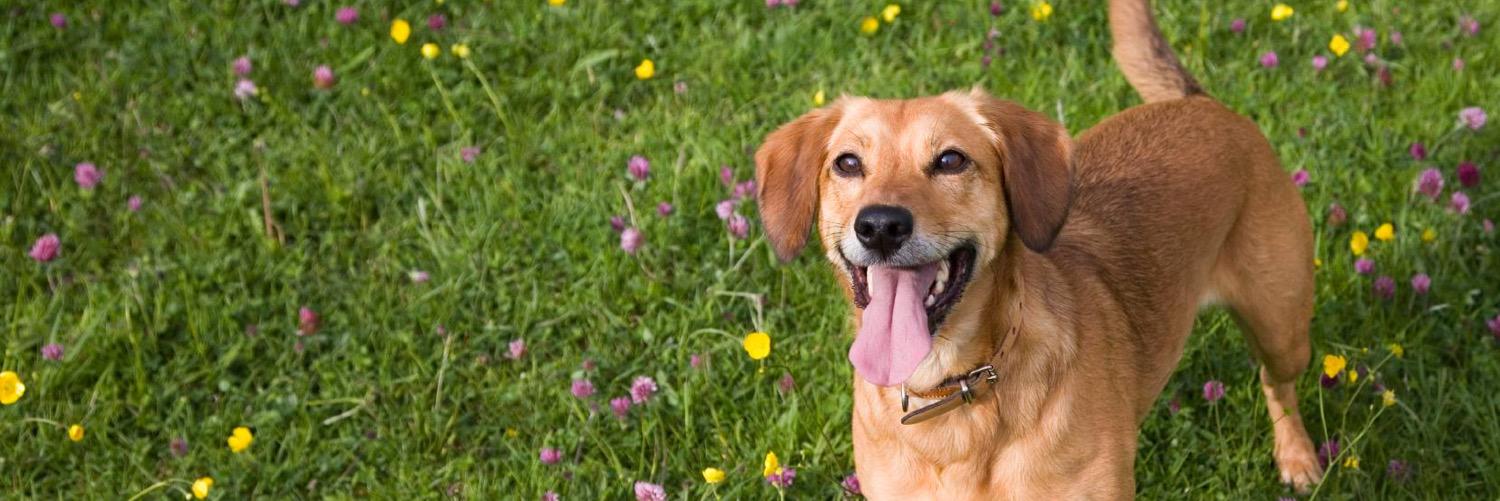 AnimalProj's profile banner image