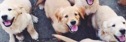 MaddyRoss15's profile banner image