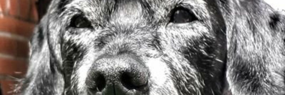 teresola's profile banner image
