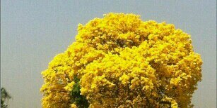 GERCINO BASÍLIO banner