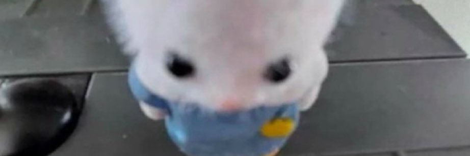 yojistecu's profile banner image