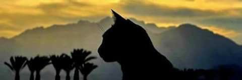 Isabel Salazar banner