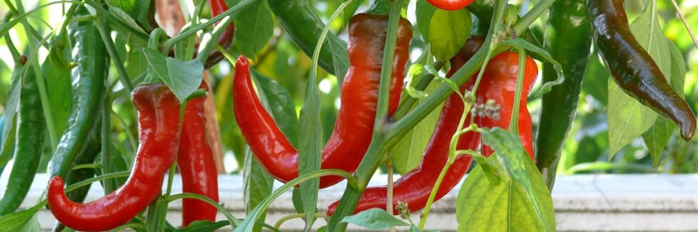 Dawna In The Kitchen banner