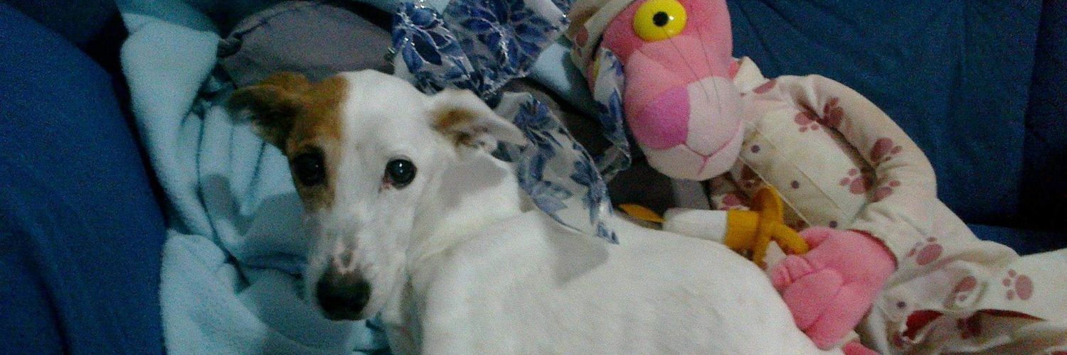 Ana Blank 🌑🐈🏠🐾 banner