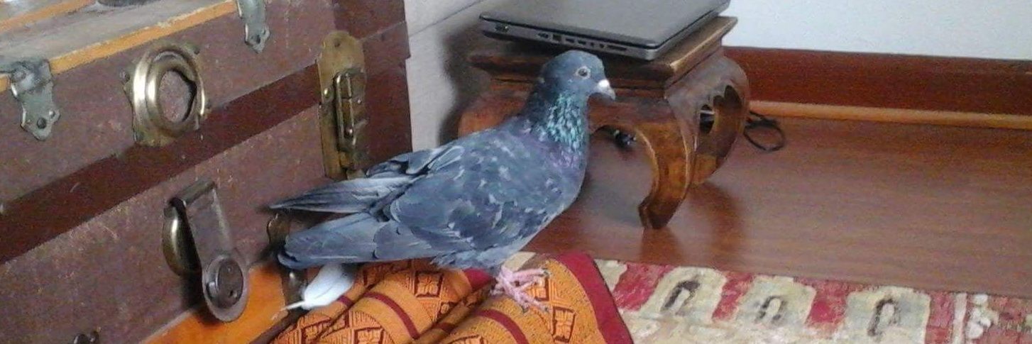 🕊Pigeon Man🕊 banner