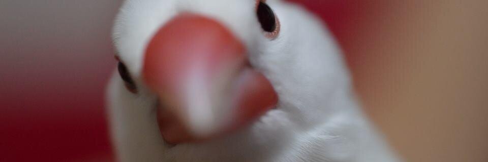 mushitaro's profile banner image