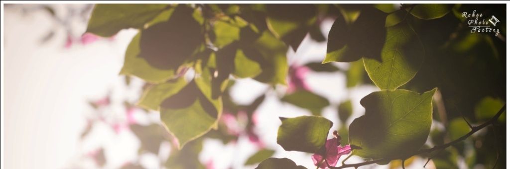 rakeephotofact's profile banner image