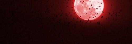vampire_peche's profile banner image