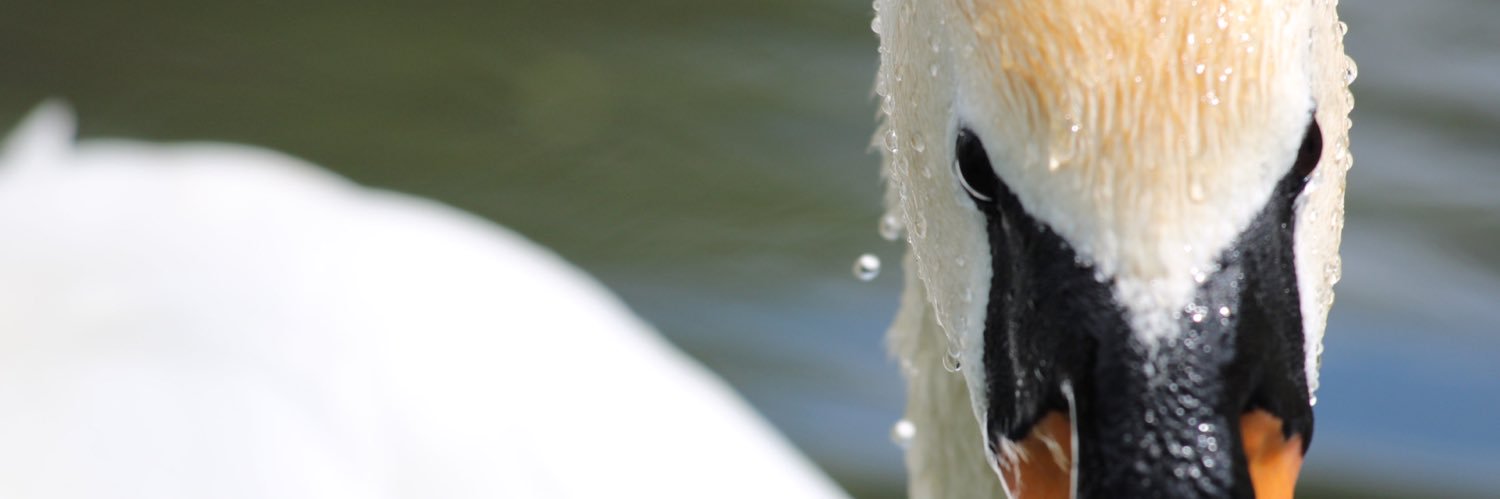 DjanonTim's profile banner image