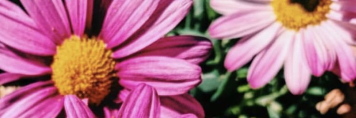 pomme90331's profile banner image