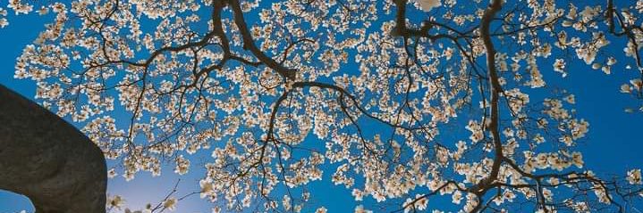 Jenifer Carolina banner