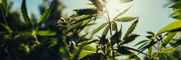 Hemp Helps banner