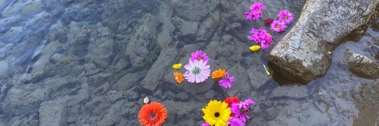 Taylor Peacock banner