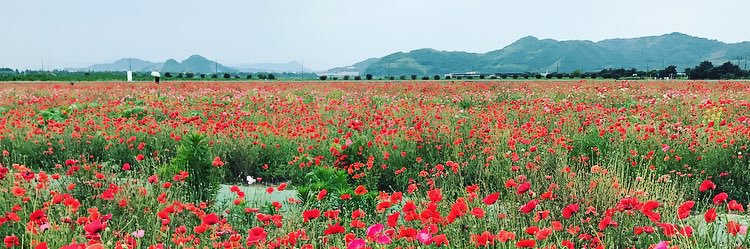 1122_rina77's profile banner image
