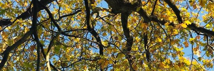 Amelia Coleby banner