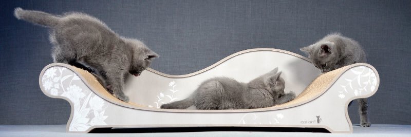cat-on banner