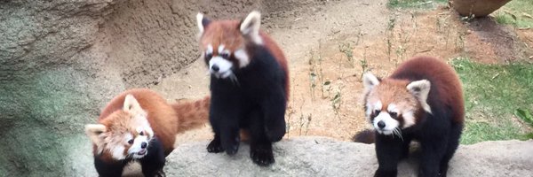 cubotan Profile Banner