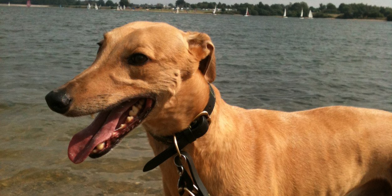 Gingerhound's profile banner image