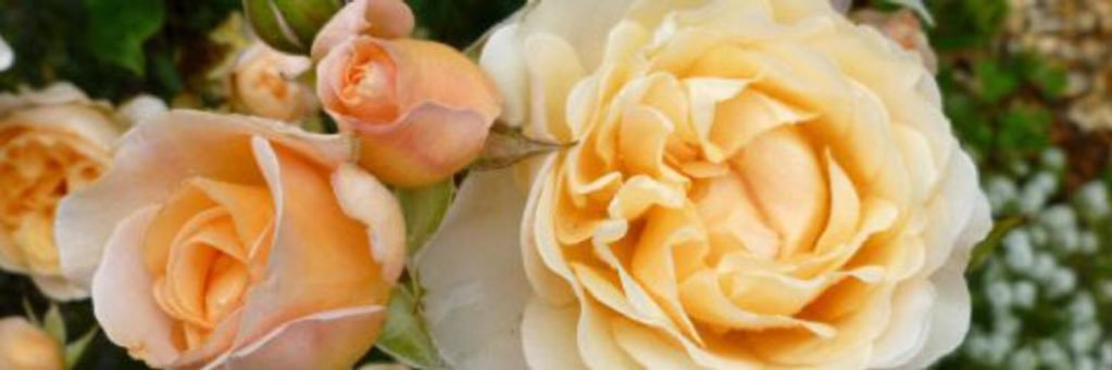 GrandDuchessON's profile banner image