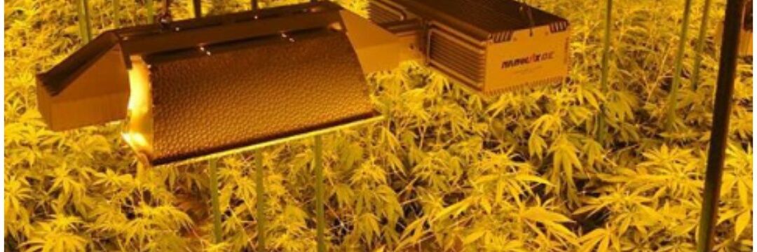 soft boy 🍃 banner