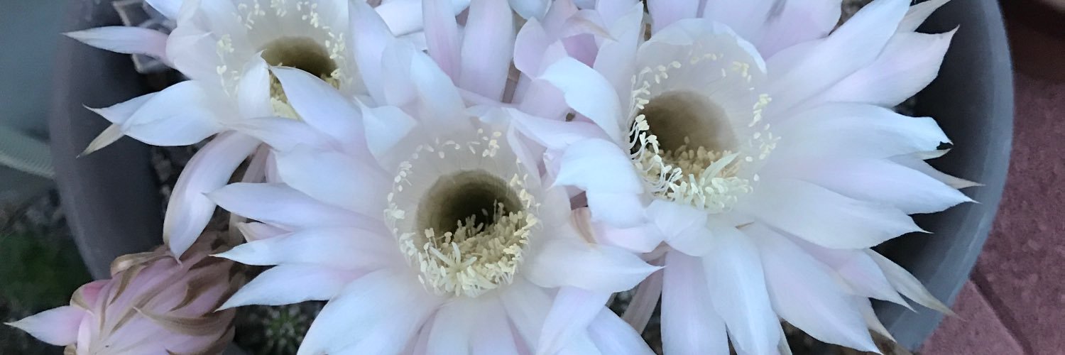nanka_good's profile banner image