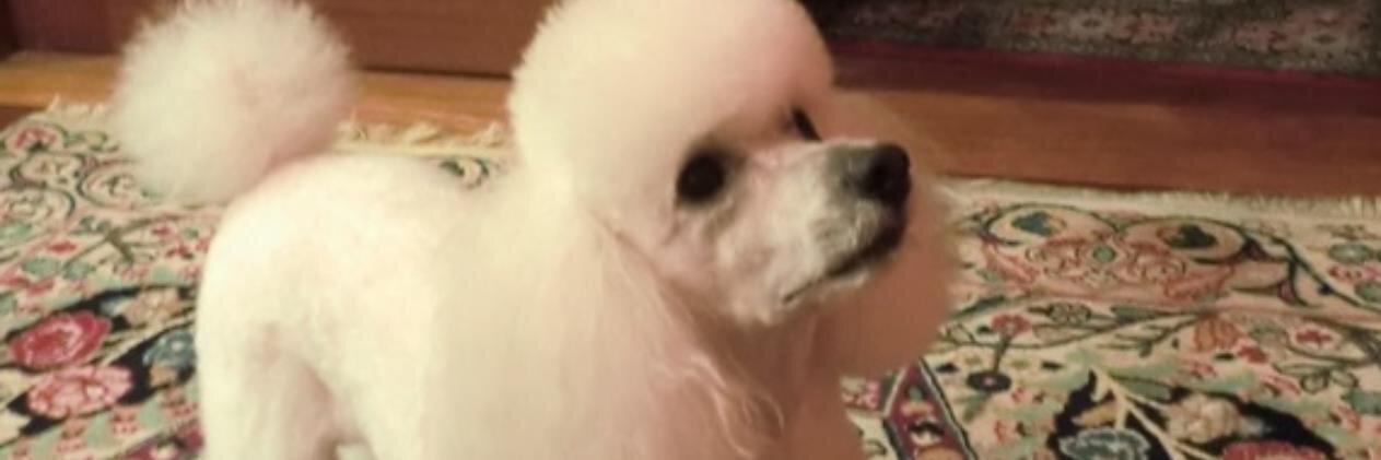 KittyTheposh's profile banner image