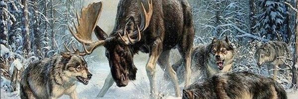WolfGodZero 🐺 banner