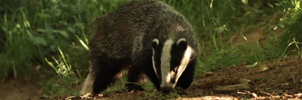 loveday_p Profile Banner