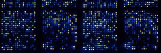 Alice Williamson banner