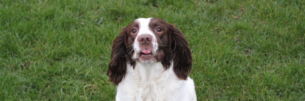 ✮  🐶 𝒱𝒾𝒸𝓀𝒾𝒦  🐶 ✮ banner