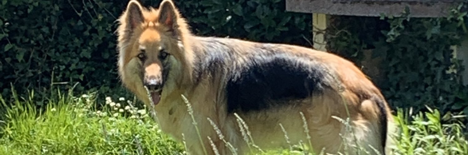 beautifulbuddy's profile banner image