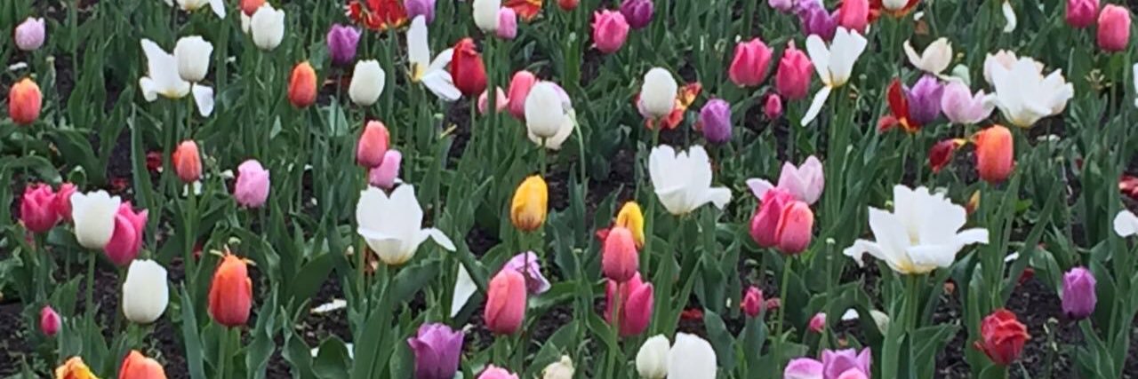 Alejandra Betanzos banner