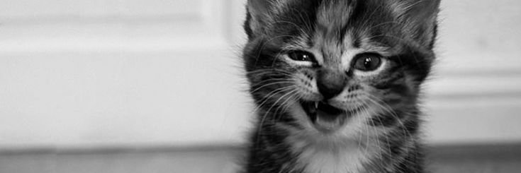 The Daredevil! banner