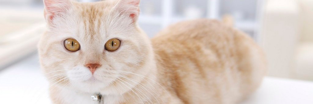 Sth_Like_Cat's profile banner image