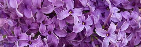 Jolene Munroe banner