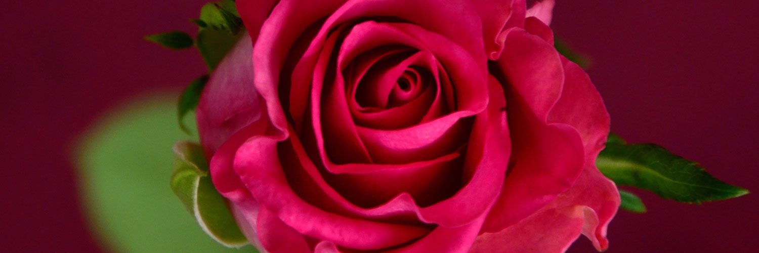 hushflorals's profile banner image
