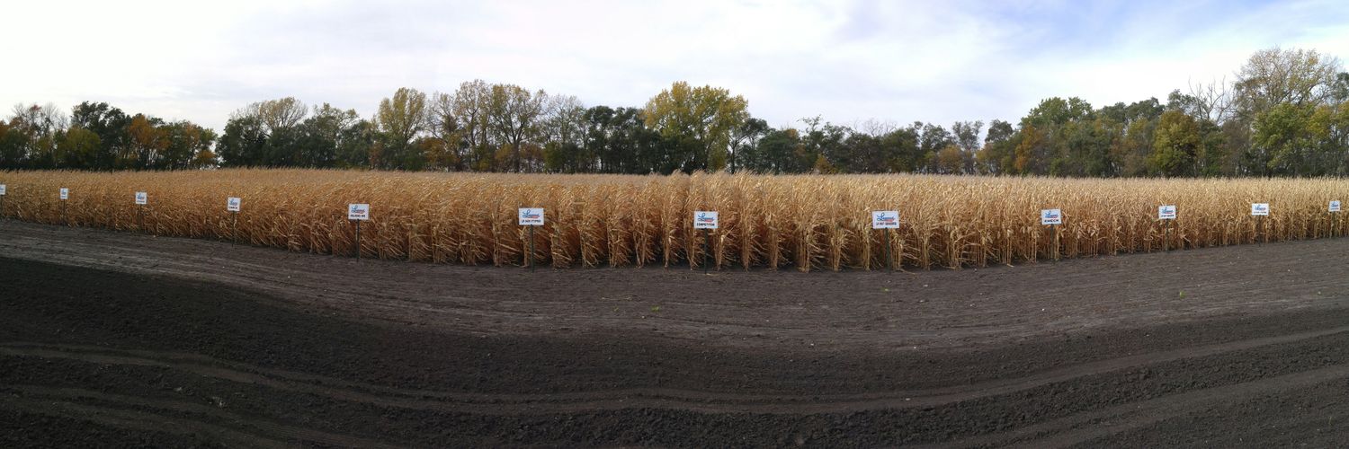 Cody Miller Seeds banner