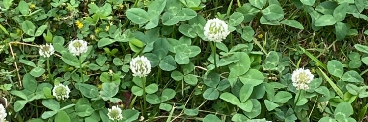 ɹǝʌoןɔ ஐ·͜· ୭ ǝɹnƃɐɯı̣ʞ banner